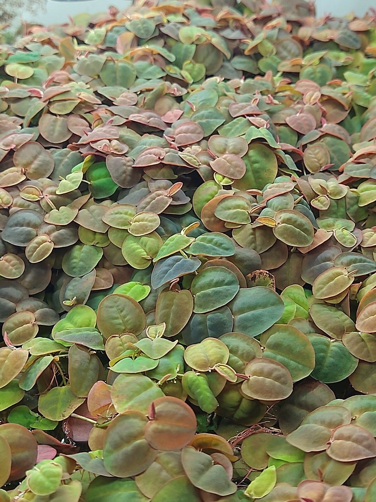 5 oz. cups, Red Root Floaters Live Aquarium Floating Plant