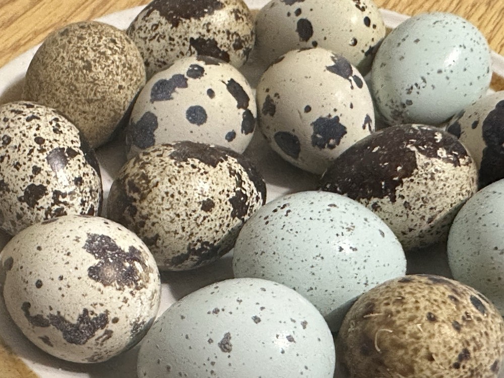 30+ Assorted Rare Coturnix Quail Hatching Eggs