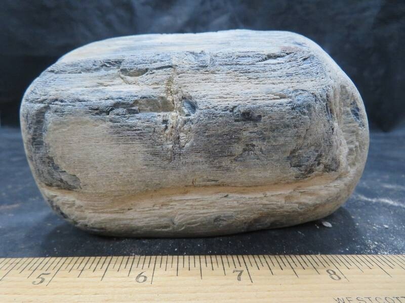 Petrified Wood 2 lbs & 1 ozs