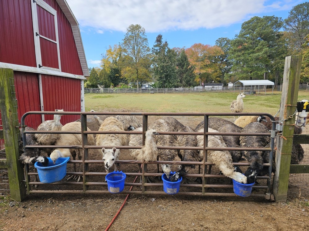 2 Emu Hatching Eggs White Blonde Normals