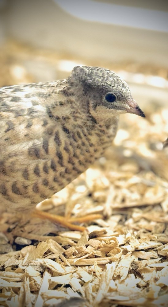 20 Button Quail Hatching Eggs Multiple Colors