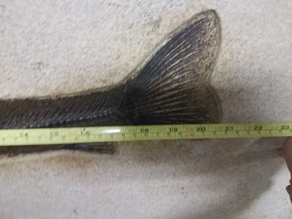 Wonderful 21" Fossil Fish on Slab & Framed
