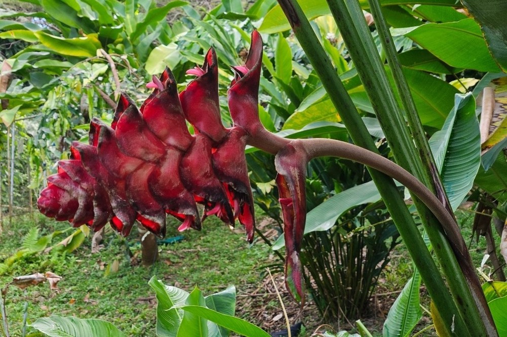 Heliconia MARIAE Bountiful