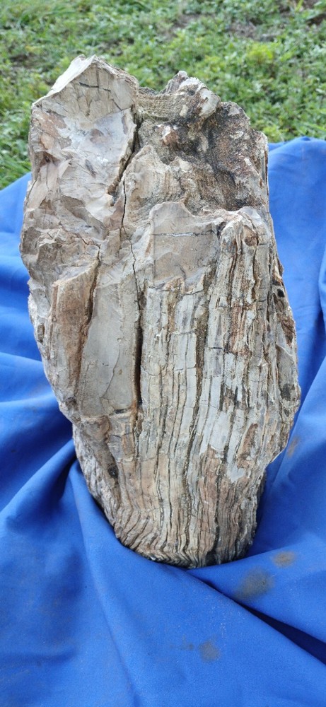 Petrified wood Log
