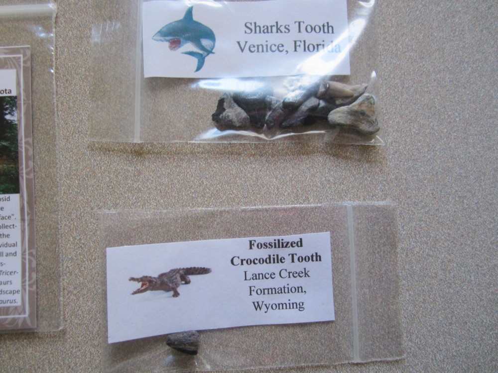 Dinosaur, Mammal, Sharks Teeth Kit