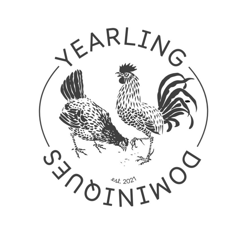 Fertilized Chicken Eggs for Hatching - One Dozen eggs - Backyard mix