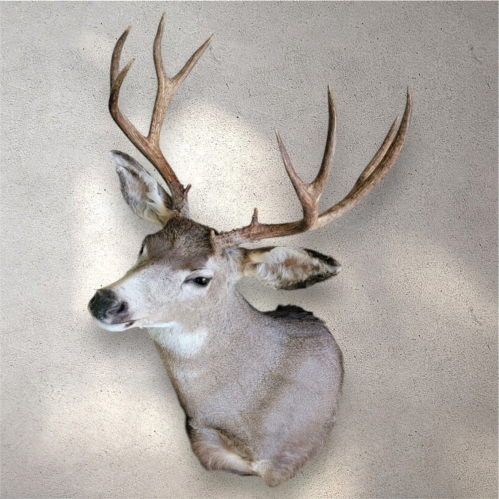 Taxidermy Shoulder Mount Mule Deer