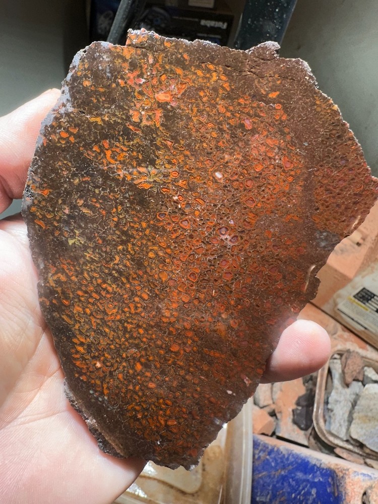 Dinosaur bone rough **hxtled slab.