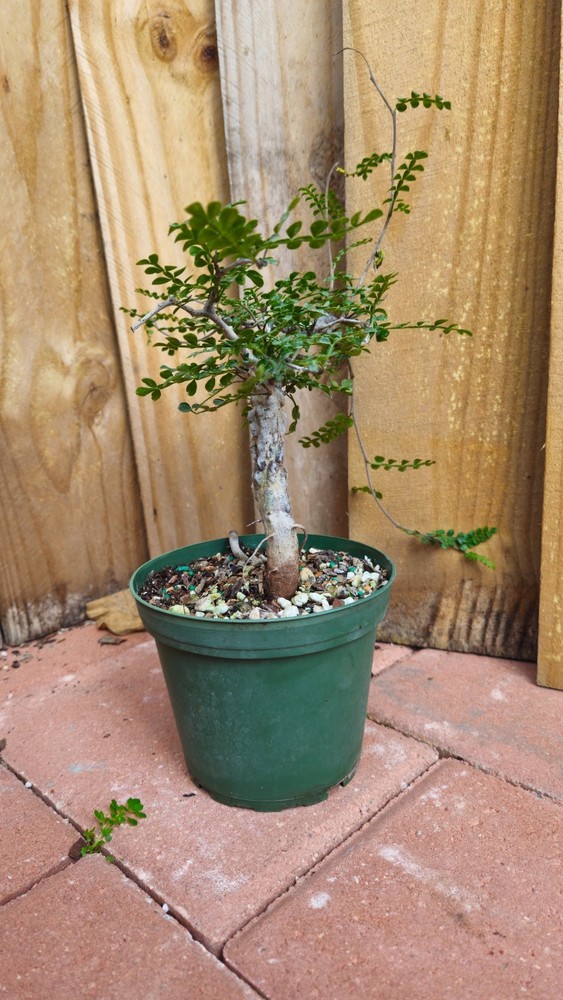 LIVE PLANT 1ft Operculicarya decaryi Elephant Tree