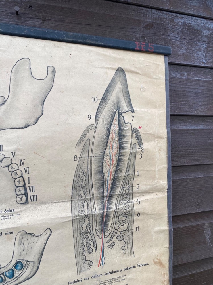 Original 1950s anatomical school chart human teeth & digestive system