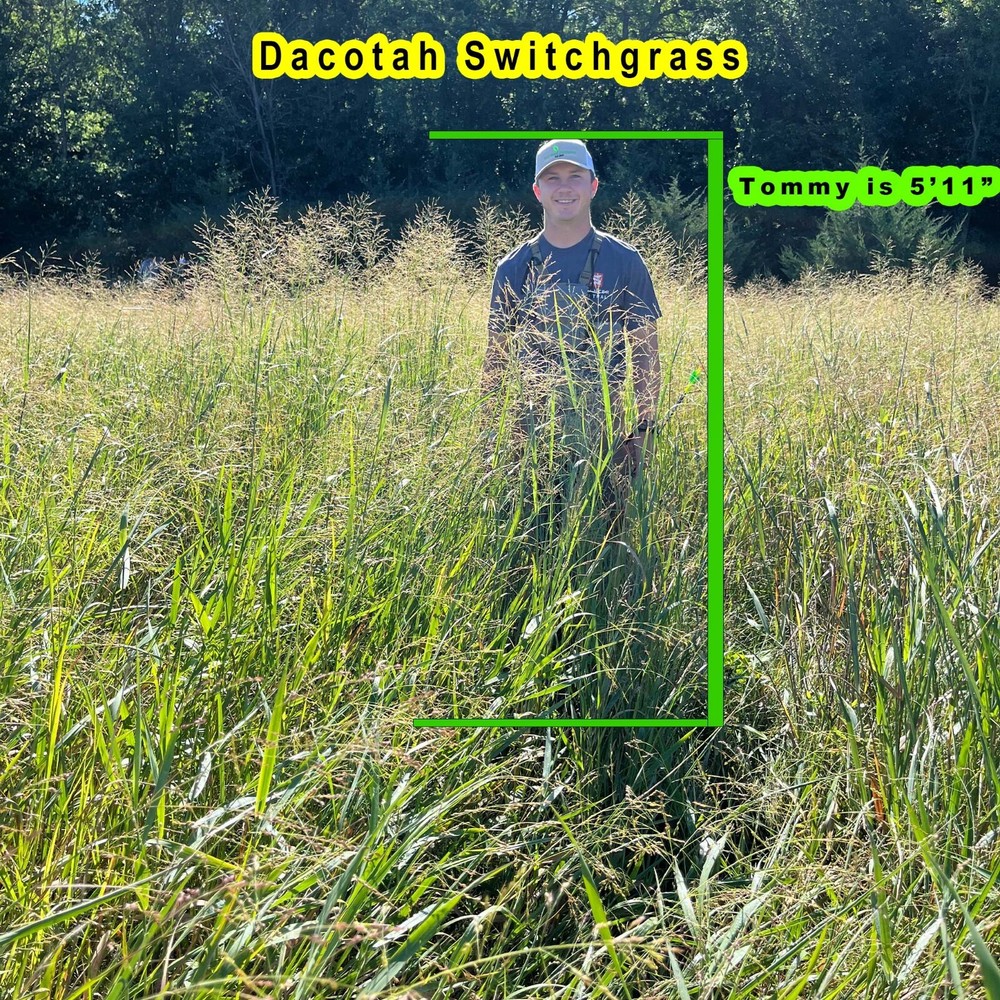 Dacotah Switchgrass Native Grass Seed, 1/2 Acre, Provides Excellent Deer Bedding