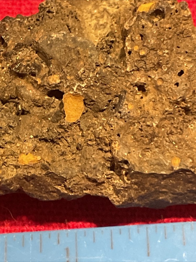 prehistoric Sea animals, Fossilized