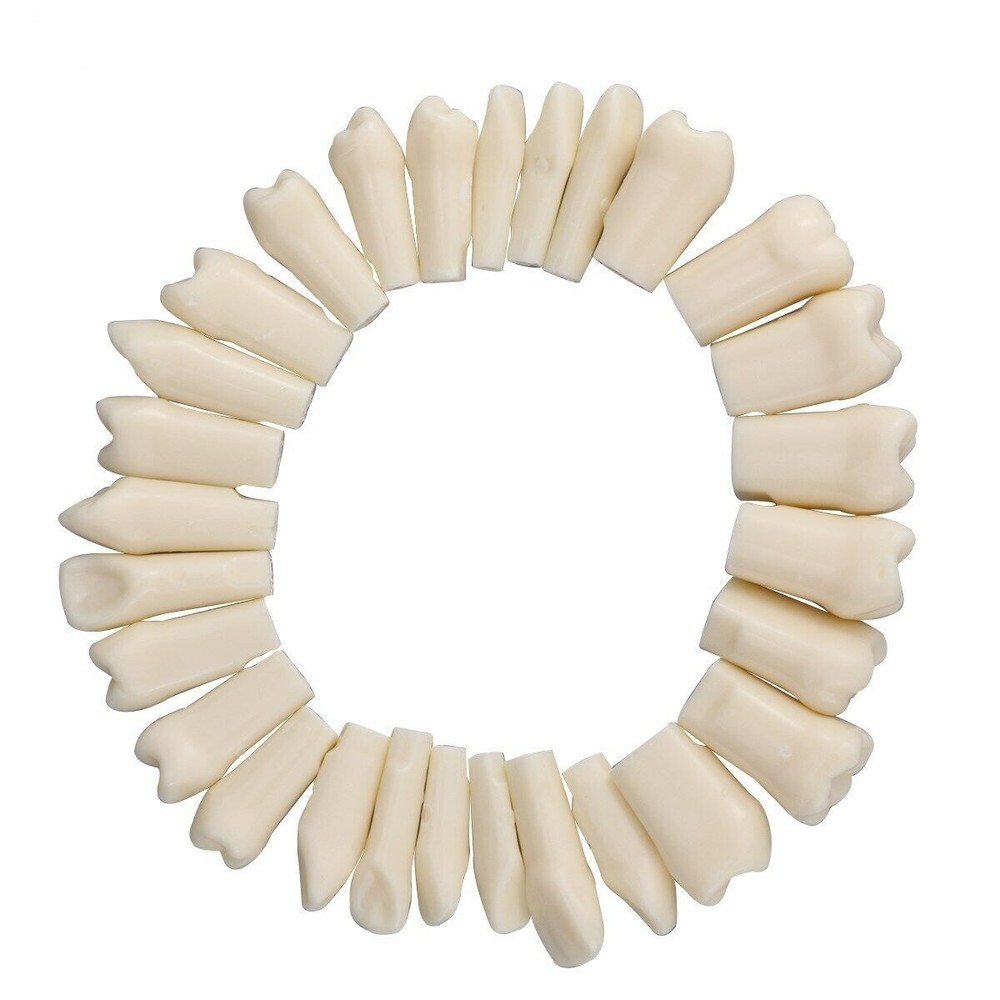 Dental Resin Typodont Teeth Model Screw Fixed Tooth Replacements 28pcs/Kit