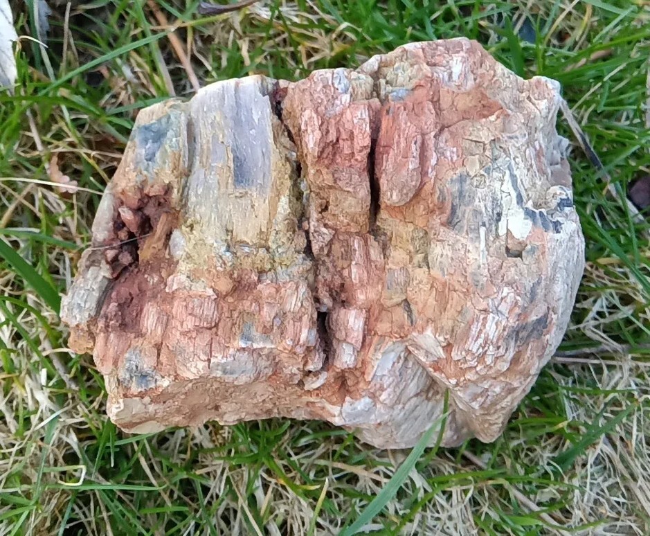 Petrified Opalized Wood Nice Display Colorful Chunk 10 Onces