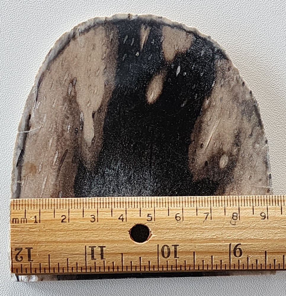 Petrified Palm Wood Lapidary Slab