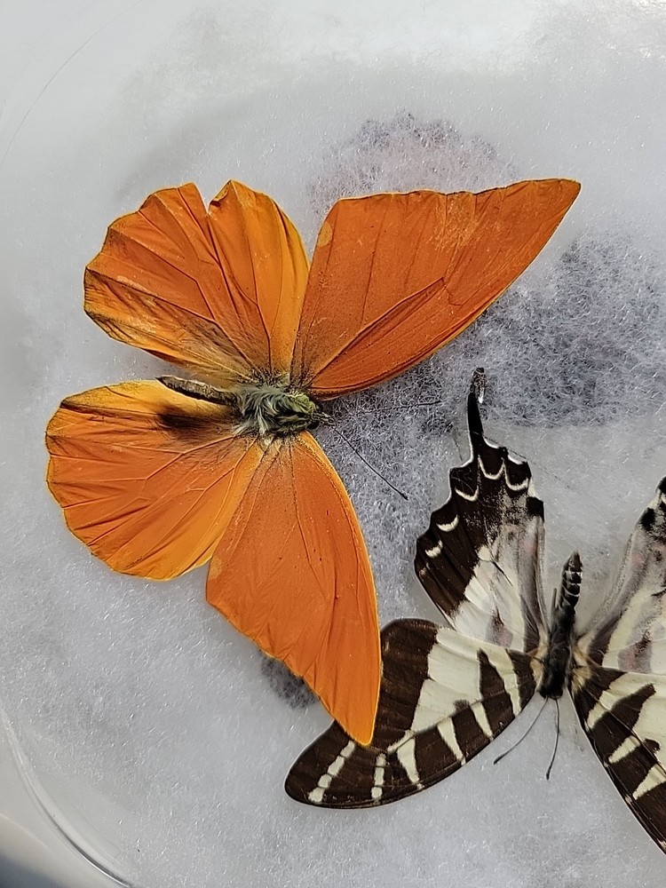 REAL BUTTERFLY COLLECTION MIXED Lot 5