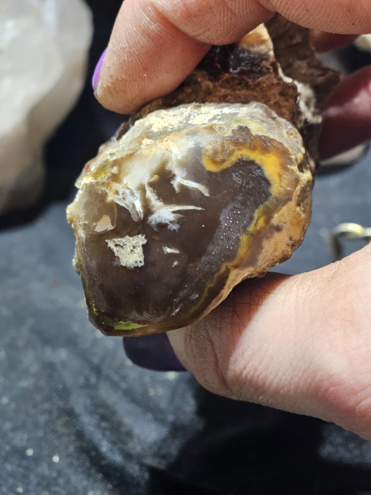 Petrified Limb Polished Specimen (7.8oz)