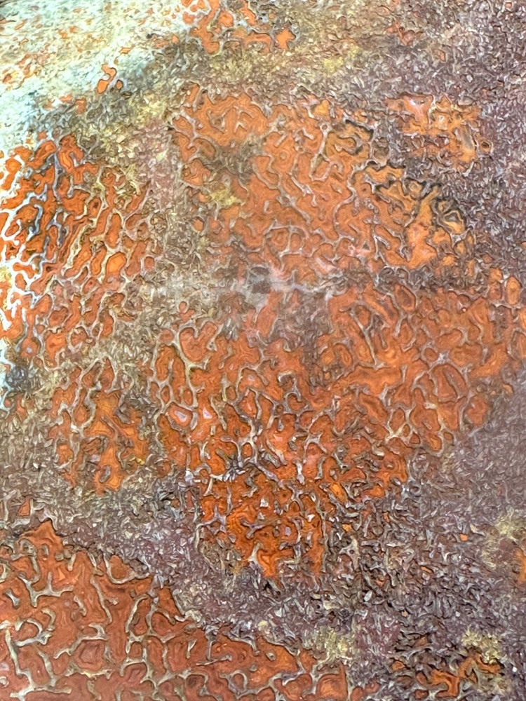 Dinosaur gem bone rough **hxtled large slab.