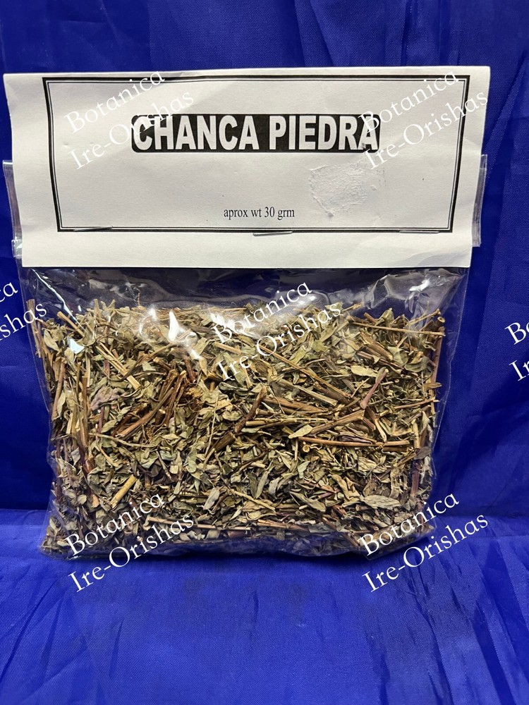 Chanca Piedra planta herb