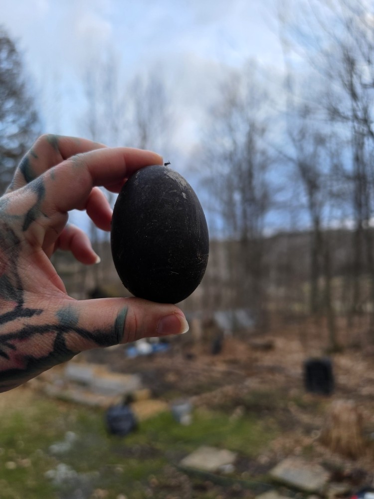 Cayuga Duck Hatching Eggs Pack of 6