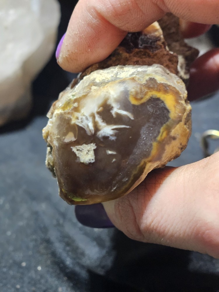 Petrified Limb Polished Specimen (7.8oz)