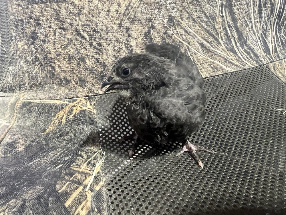 48 All Black Coturnix Quail Hatching Eggs