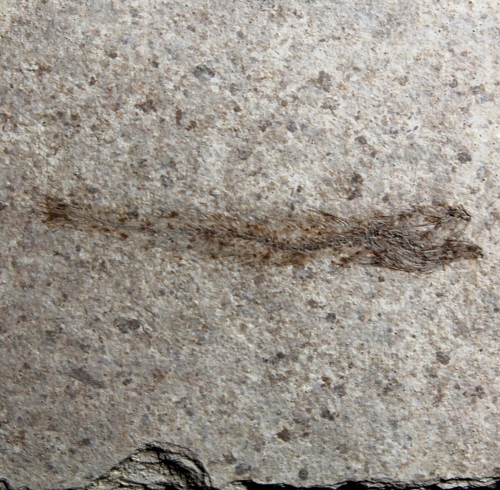 Paleogadus sp. - Well preserved Oligocene fossil fish