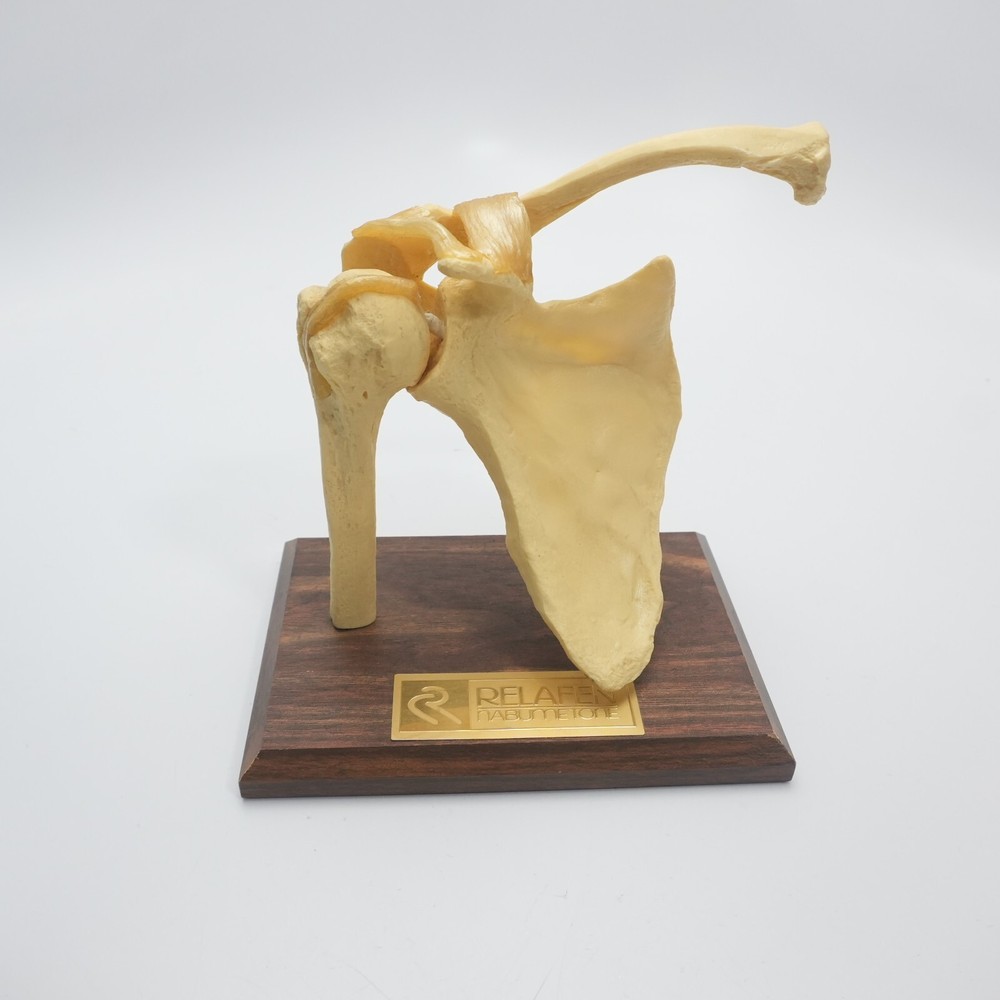 Shoulder Joint Medical Display Interactive Model Relafen Nabumetone