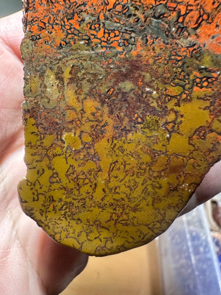 Dinosaur bone polished end cut specimen.