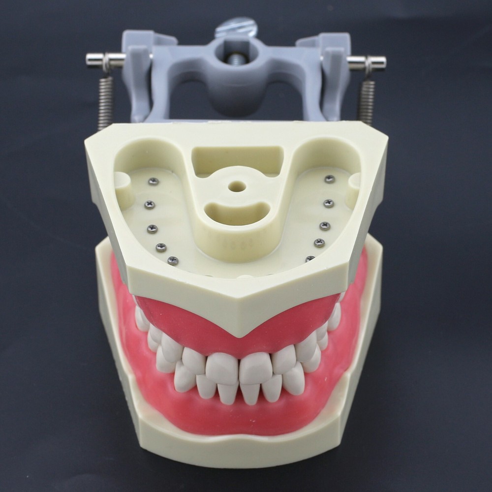 32 Teeth Dental Typodont Columbia Dentoform Soft Gingiva Licensing Exam Model US