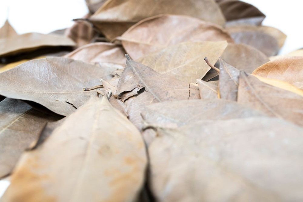 Jackfruit Leaves