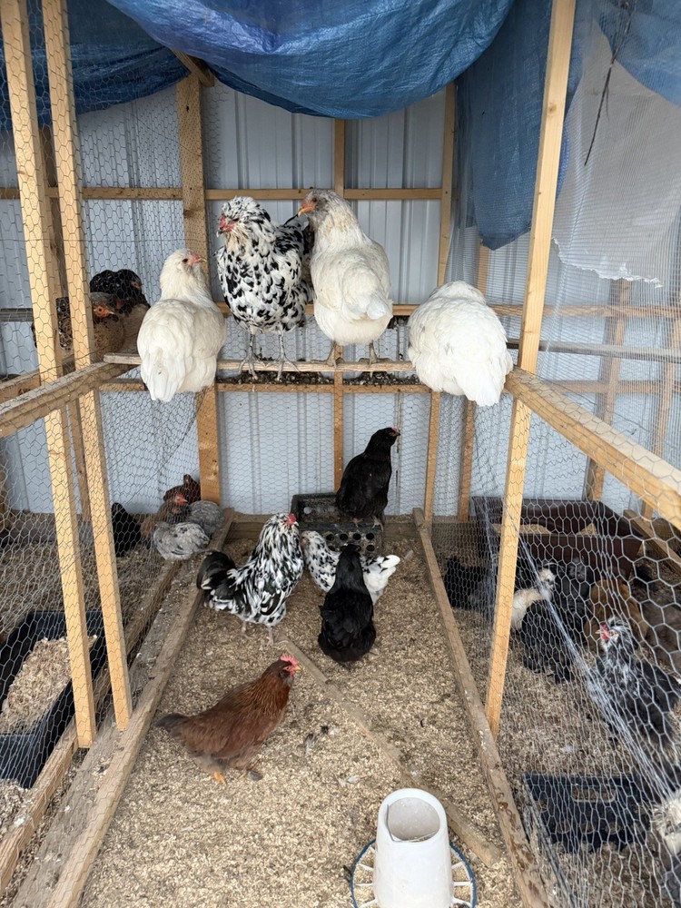 Chicken Hatching Eggs mixed breeds- 12+
