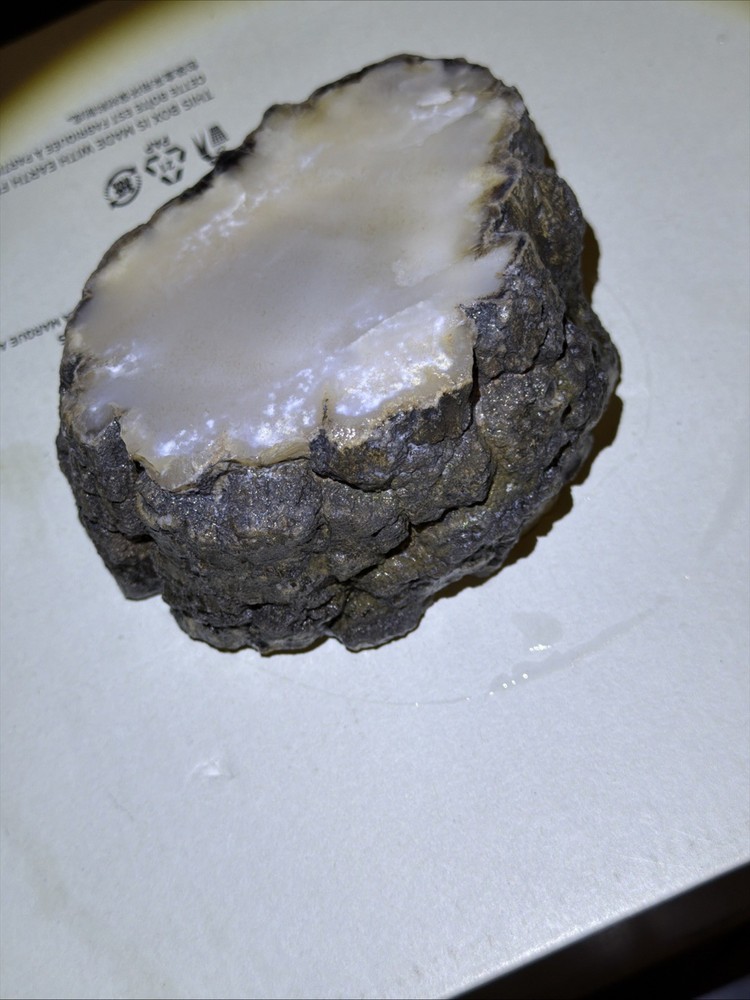Petrified Wood