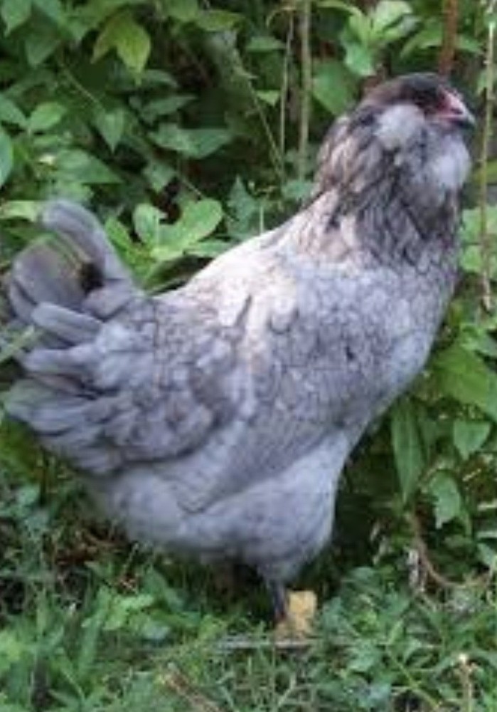 Ships Free 12 Beautiful Multi- Colored Easter Eggers Hatching Eggs NPIP