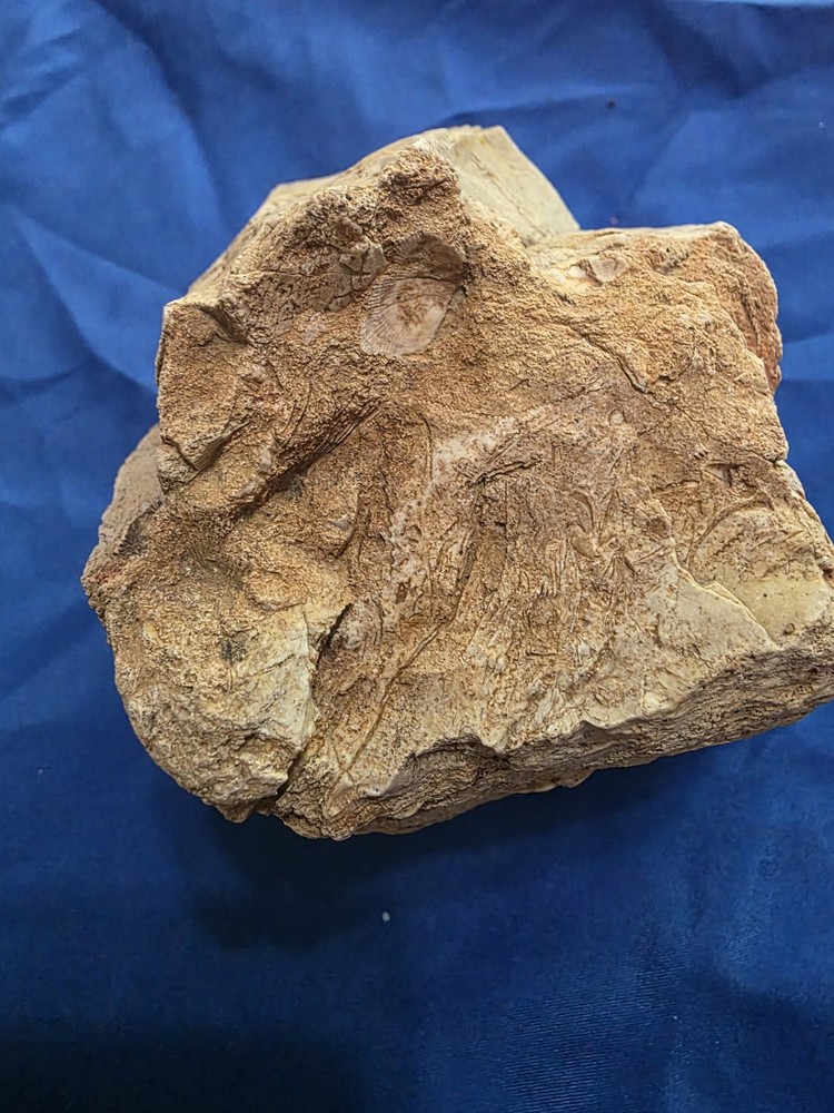 Brachiopod Fossilized Rock 1.87lb