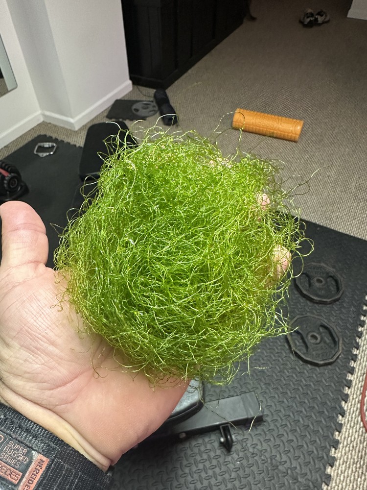 IMMORTAL chaeto macro algae