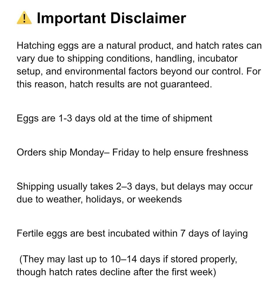 White Leghorn 24+ hatching eggs(Read Description)