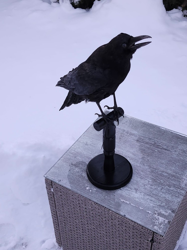 Standing Carrion Crow Taxidermy