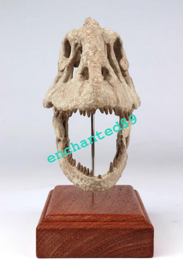 Majungasaurus Skull Skeleton Dinosaur Statue Painted Model Display 3D Printing