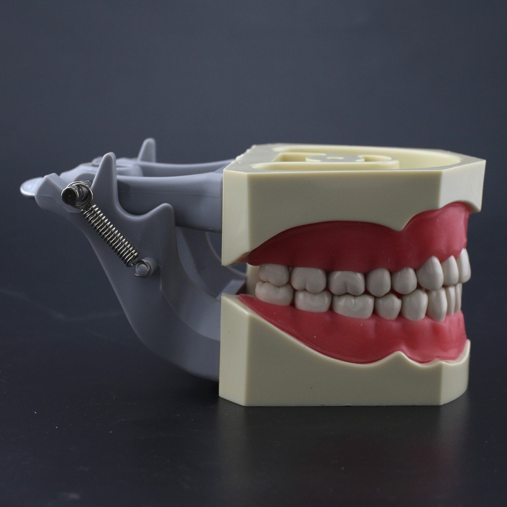 Dental Typodont Teeth Model Columbia 860 32 Removable Teeth Training Dentoform