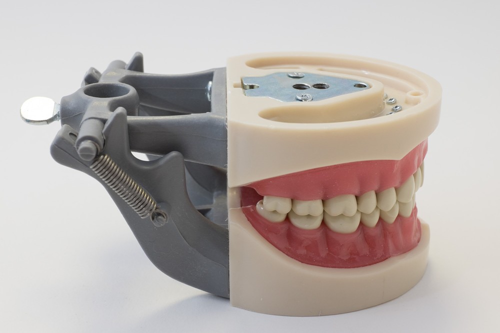 Dental Anatomy Typodont Educational Model 200 Removable Teeth NBDE NERB ADEX