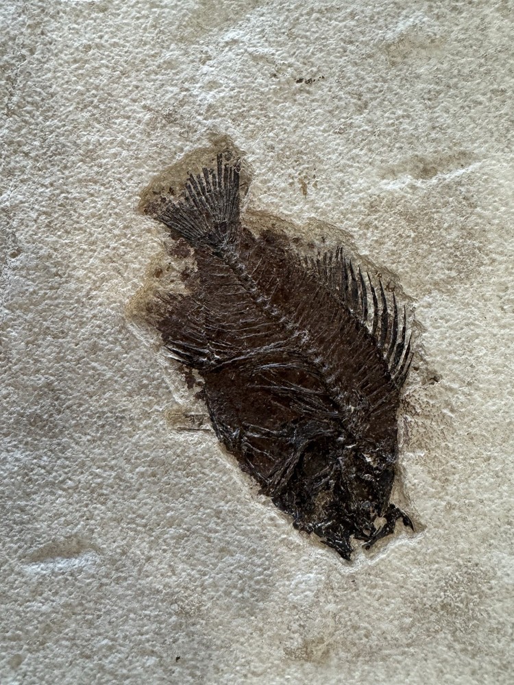 Priscacaras from Kemmerer, WY