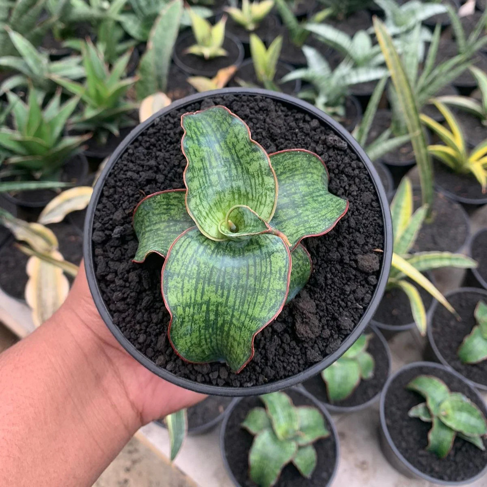 SANSEVIERA DRAGON COMPACTA RARE PLANT