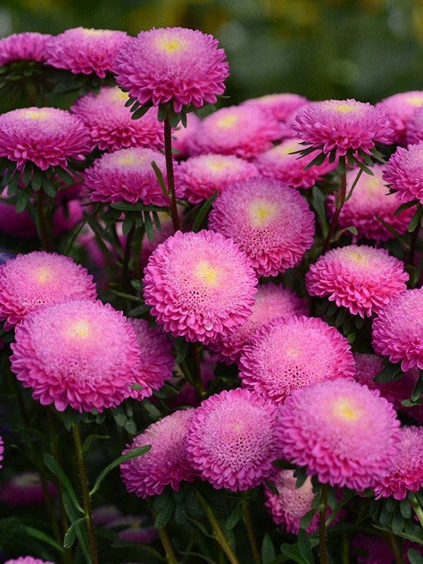 Bonita Pink Aster Seeds