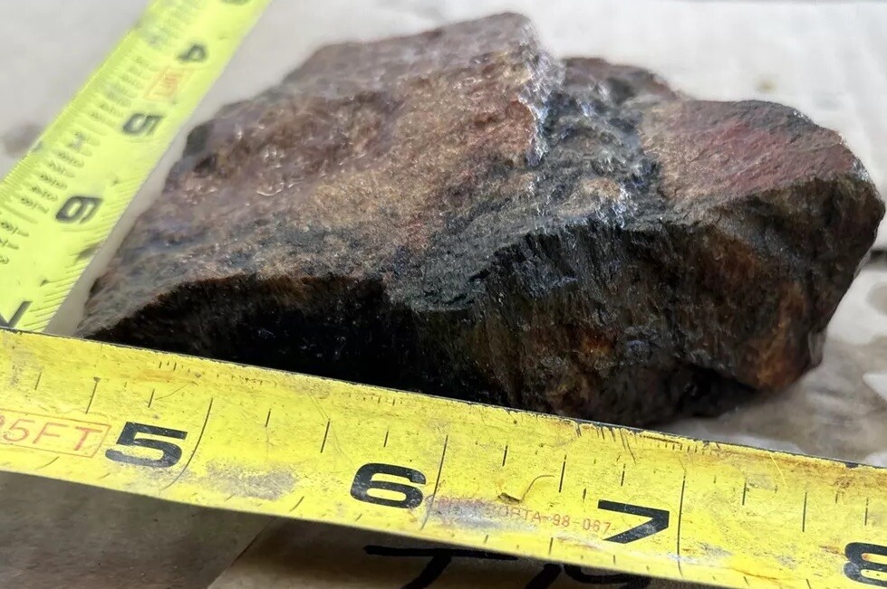Tempskya petrified Palmwood
