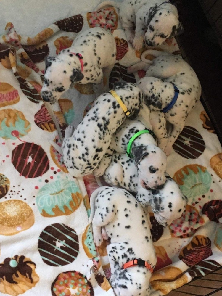 12 Pack Soft Nylon Puppy ID Collars Adjustable Breakaway