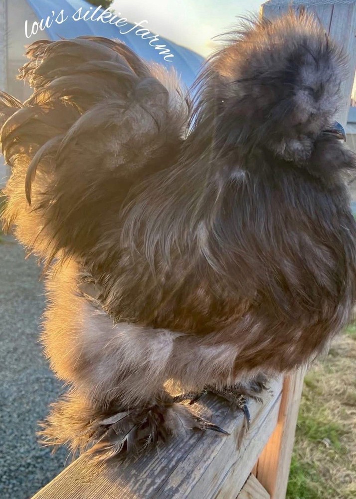 One Dozen (12) Blue & Splash • Regular Silkie Feather Only • UPS 2 Day