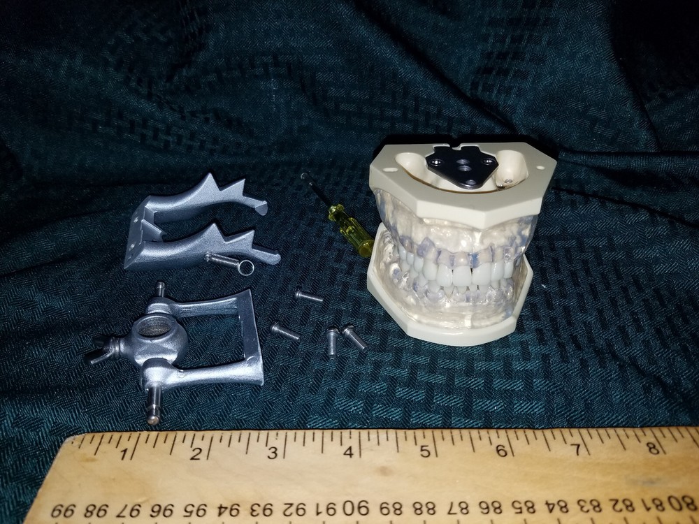 Dental Model Nissin. practical training. education.
