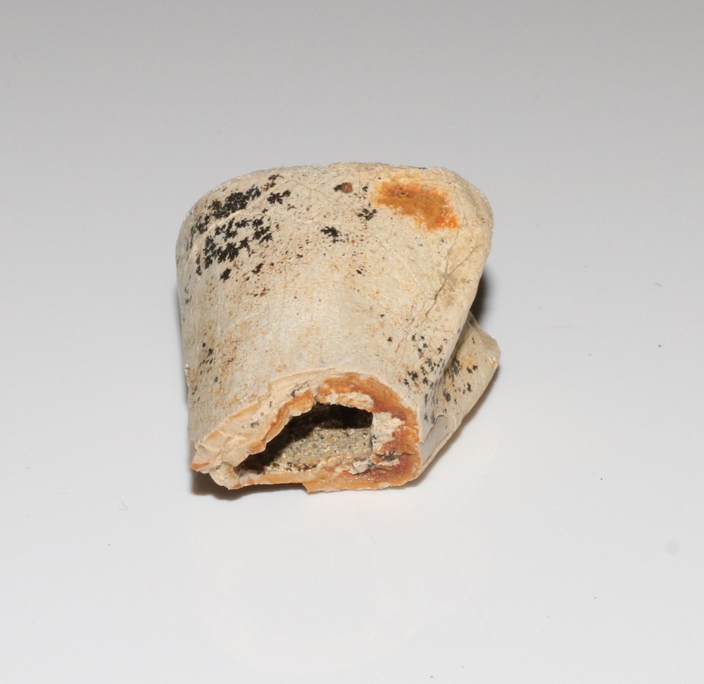 Raptor End Bone - Large & Hollow - High Quality Hell Creek Formation CRETACEOUS
