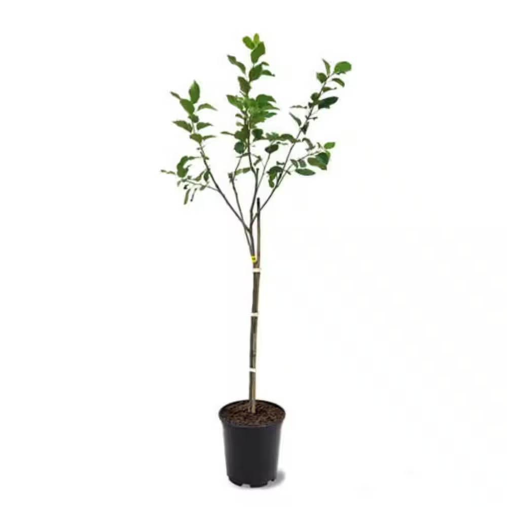 3 Ft. Granny Smith Apple Tree with Tart Green Fruit Best for Baking